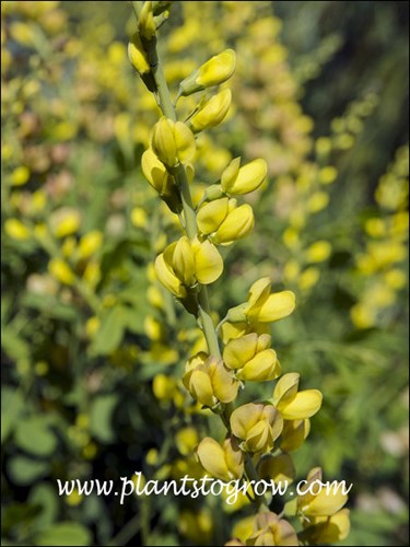A nice group of lemon yellow flowers.